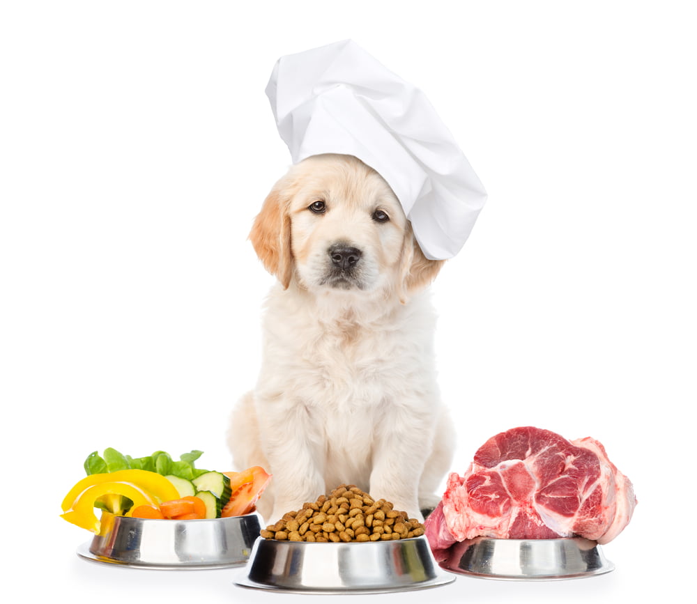 Dog food user intent - Using Customer Psychology in Digital Marketing